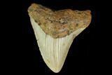 Bargain, 3.74" Fossil Megalodon Tooth - North Carolina - #131564-1